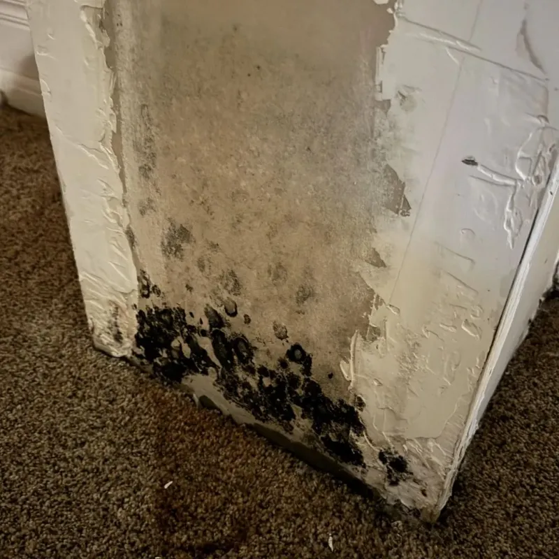 Professional Mold Removal in Belmont, MA